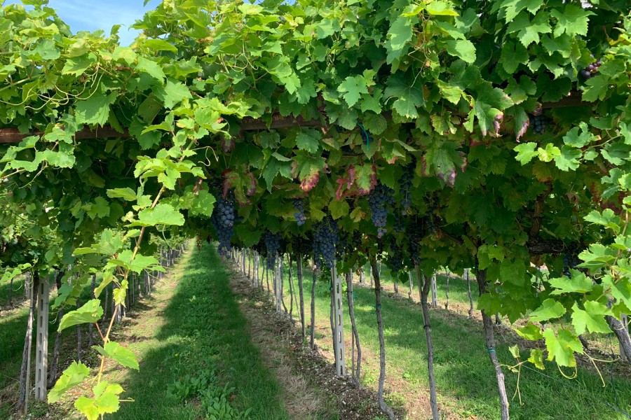 Typy vín Valpolicella